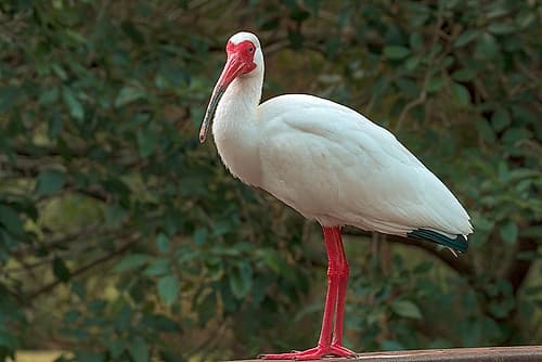 Ibis. Art Print